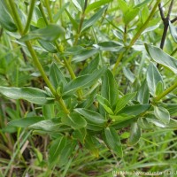 Knoxia spicata (Thwaites ex Trimen) Ridsdale